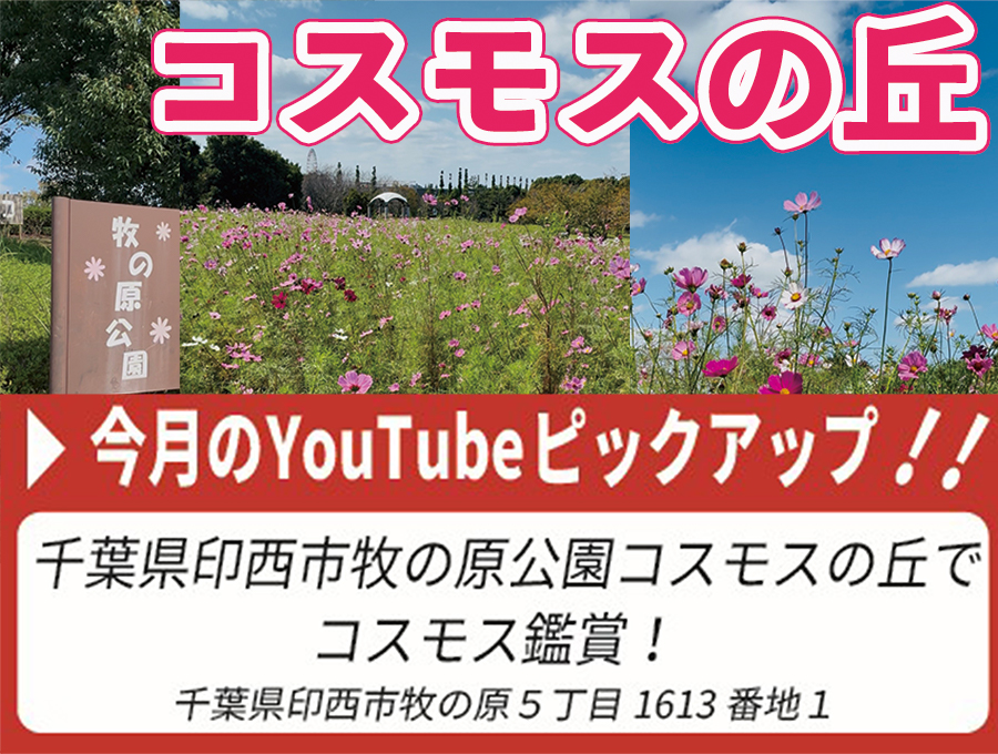 今月の公式YouTubeピックアップ！